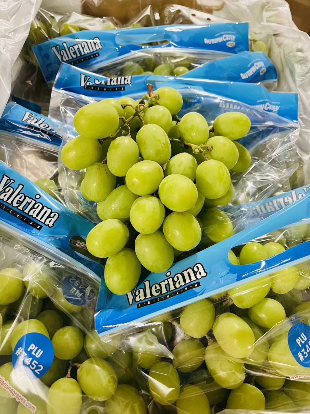 【推荐】秋脆 绿葡萄 青葡萄 Autumn Crisp Green Grape 爆 脆 甜 2lb