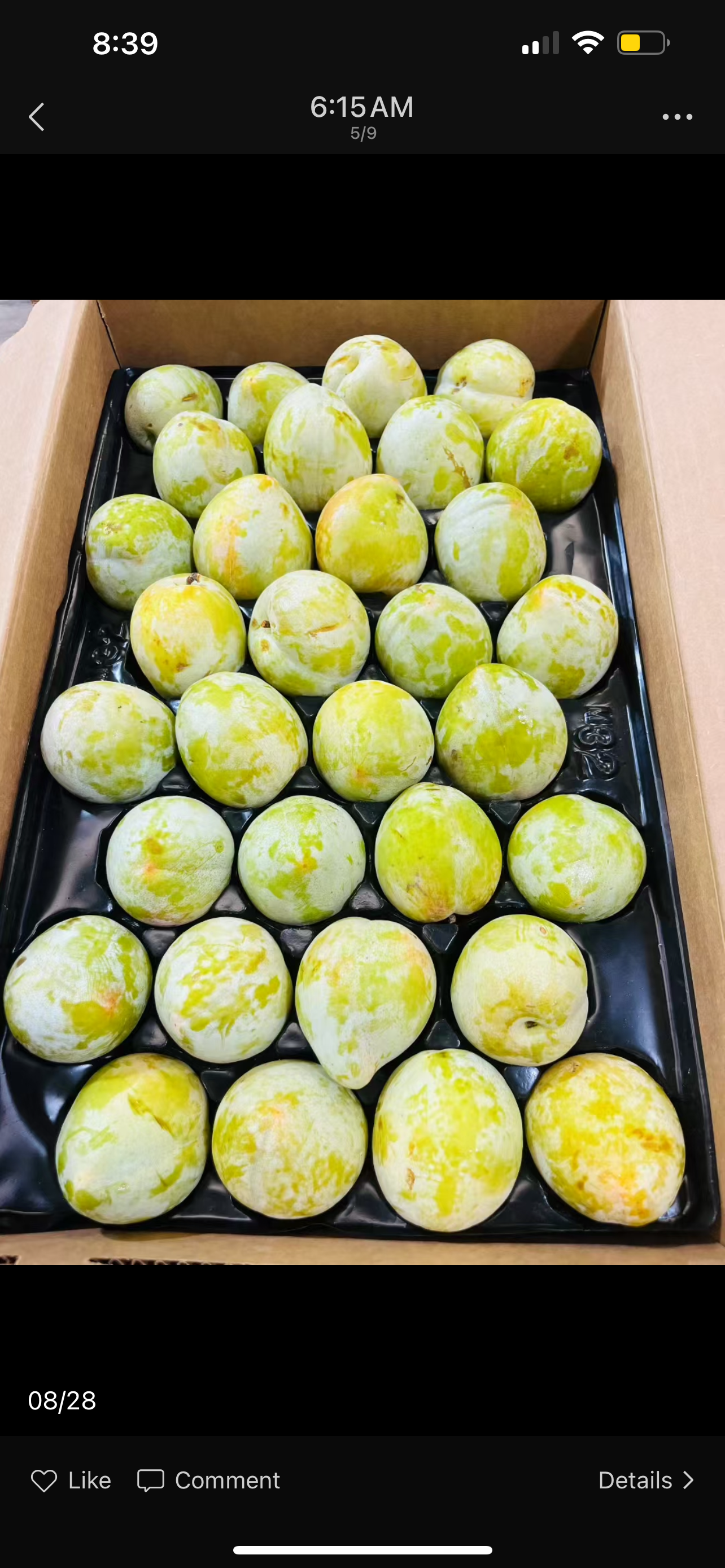 Emerald Plumcot Pluot 6ct 青竹李 6个/份