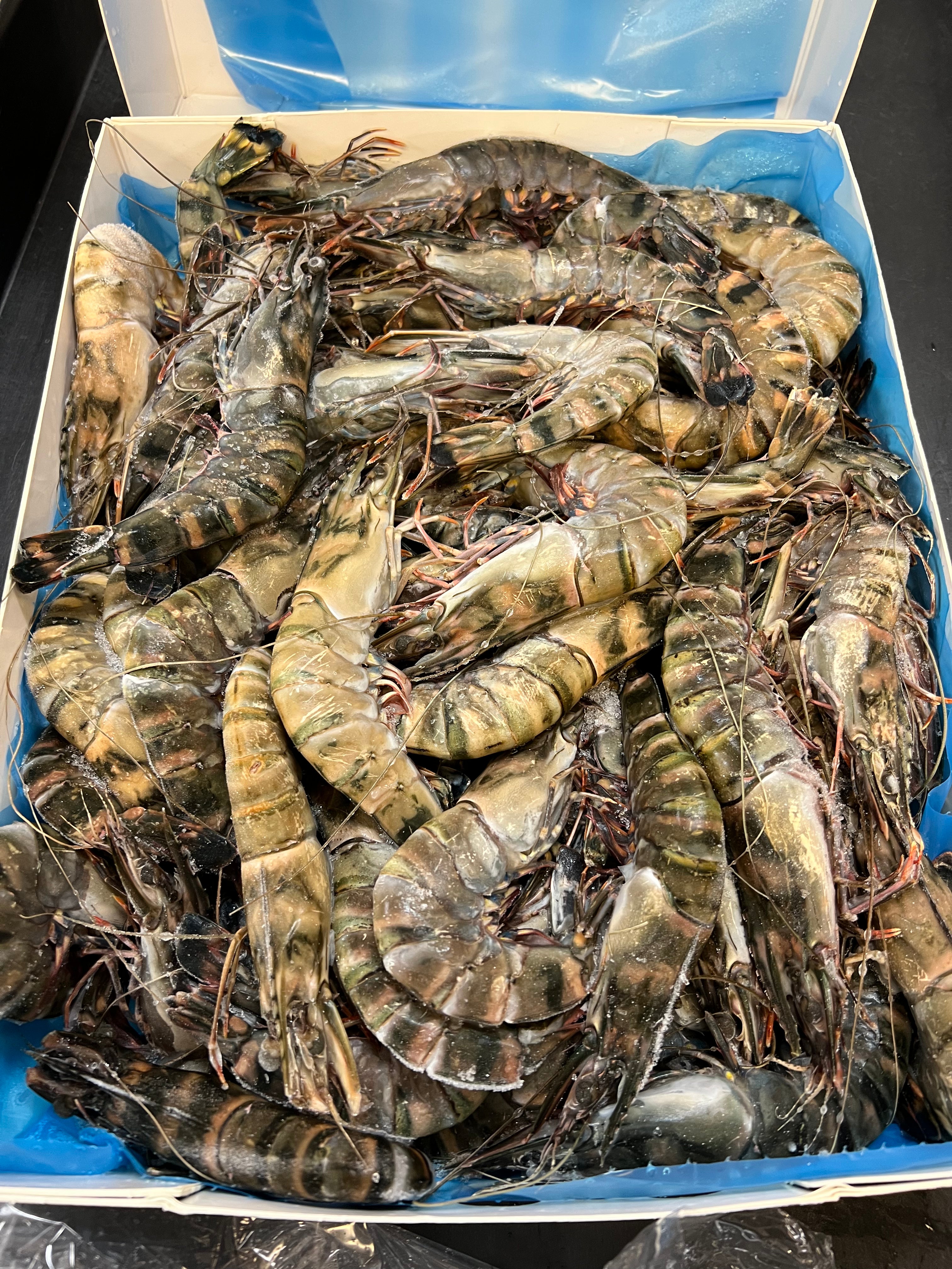 Australian Raw Whole Tiger Prawns 澳洲 黑老虎虾  1lb