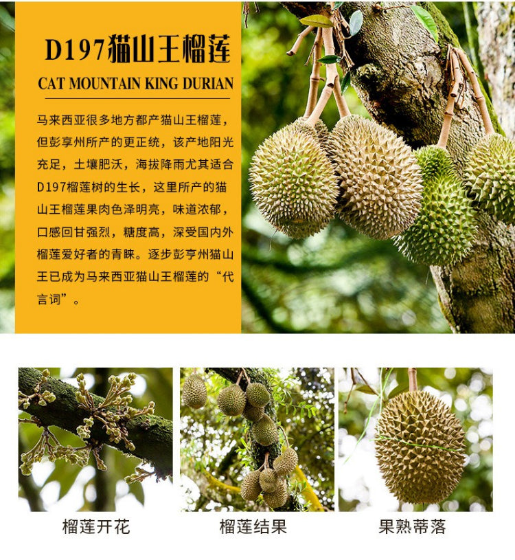 猫山王榴莲雪糕 一盒三支