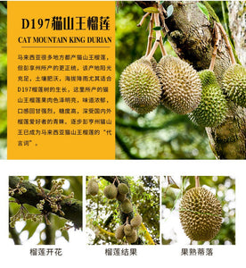 猫山王榴莲雪糕 一盒三支