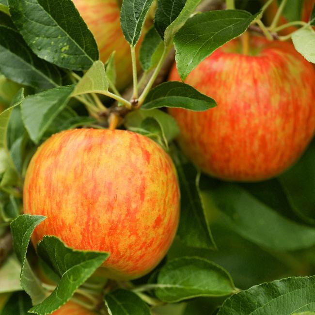 苹果 Premium Honeycrisp Apple