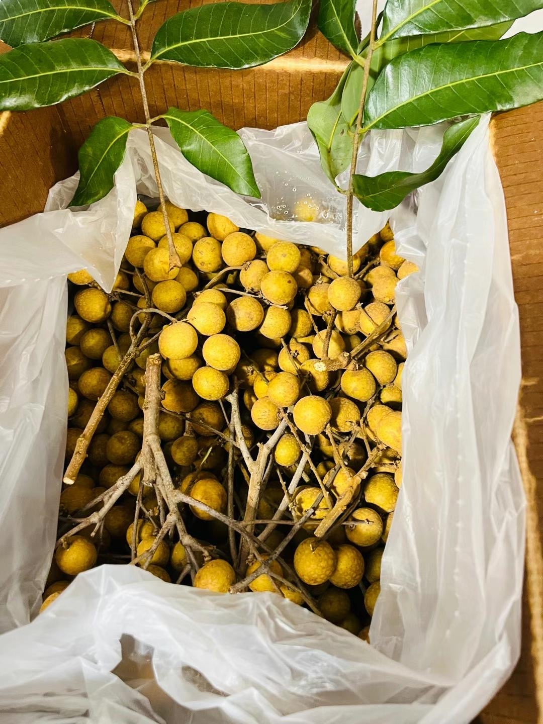 新鲜 龙眼 Longan Fresh 1.5lb