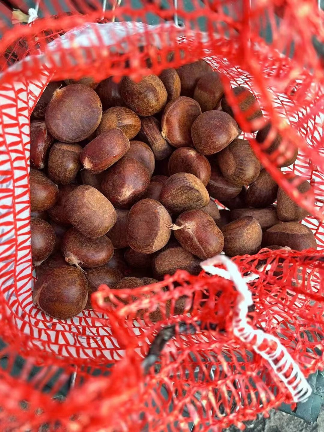 新鲜板栗 一包三磅 fresh chestnut