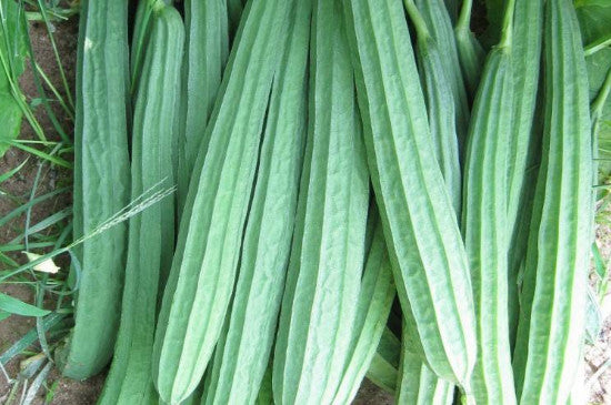 广东 丝瓜 胜瓜 Chinese Okra 2lb