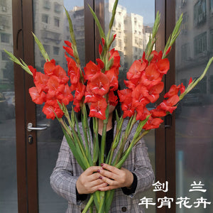 年宵花 剑兰 一把十只 gladiolus